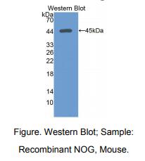 小鼠头蛋白(NOG)多克隆抗体