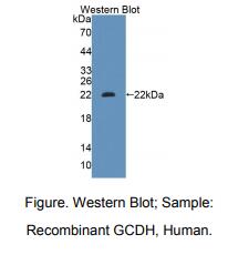 人戊二酰辅酶A脱氢酶(GCDH)多克隆抗体