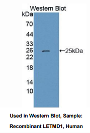 人含LETM1域蛋白1(LETMD1)多克隆抗体