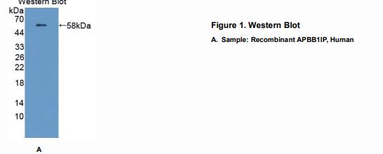 人淀粉样蛋白β前体蛋白结合蛋白B1相互作用蛋白(APBB1IP)多克隆抗体