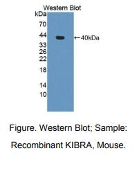 小鼠肾脏脑蛋白(KIBRA)多克隆抗体