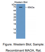 https://msimg.bioon.com/bionline/goods-no-pic.png