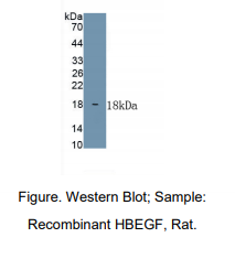 大鼠肝素结合性表皮生长因子(HBEGF)多克隆抗体