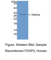 人叉头框蛋白P3(FOXP3)多克隆抗体