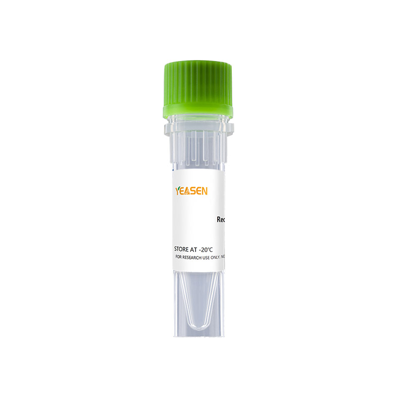 Recombinant Human TL-1A/TNFSF15 Protein