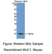 小鼠粘蛋白1(MUC1)多克隆抗体