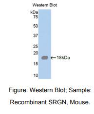 小鼠丝甘蛋白聚糖(SRGN)多克隆抗体