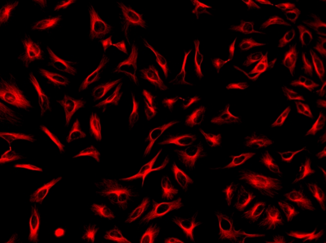 Cell Navigator溶酶体标记试剂盒*近红外荧光*