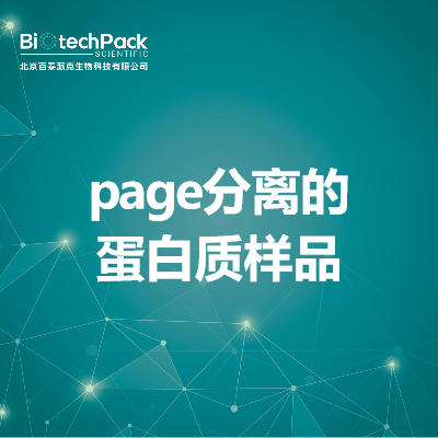 page分离的蛋白质样品