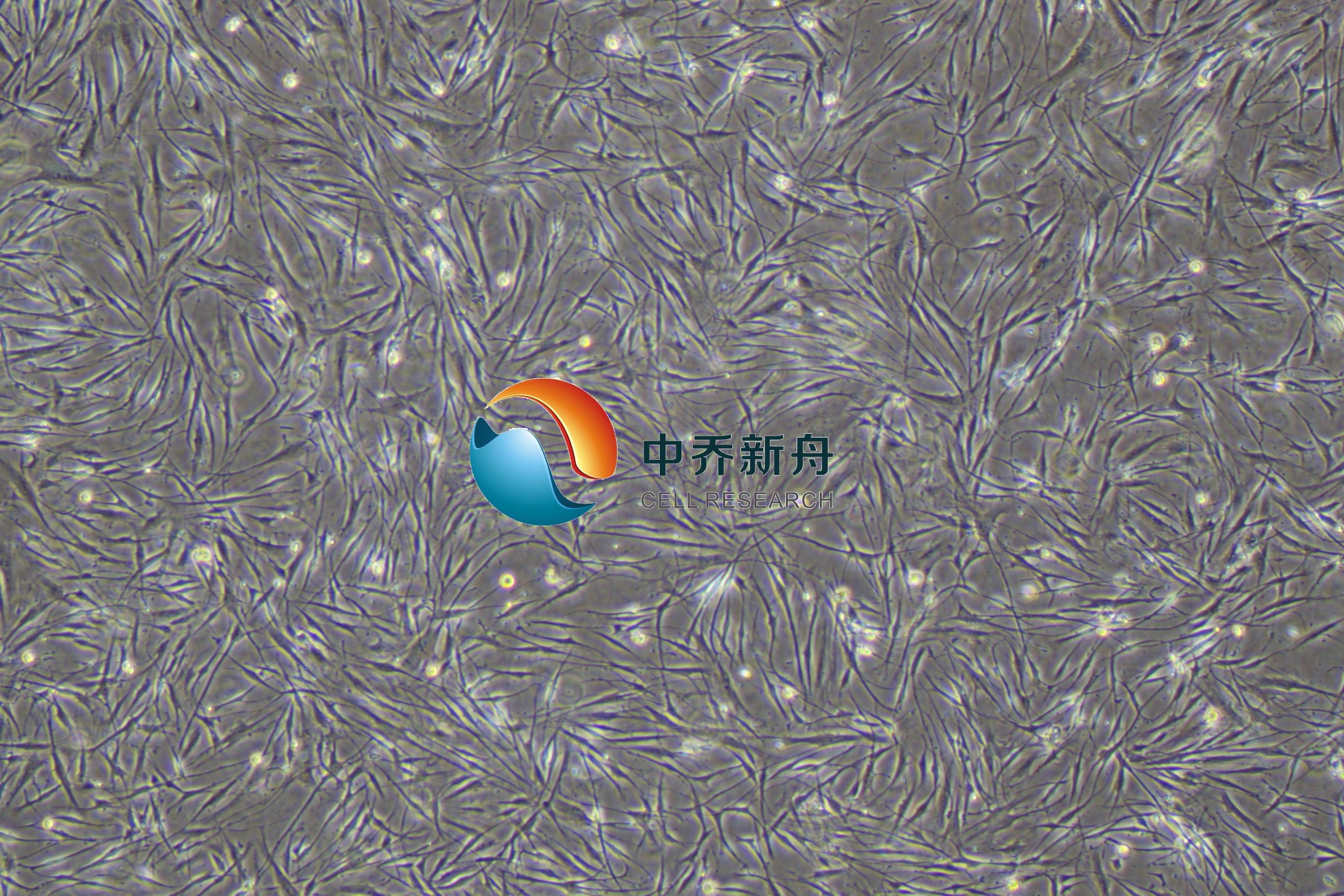 原代人肝微血管周细胞