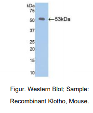 小鼠可罗索(KL)多克隆抗体