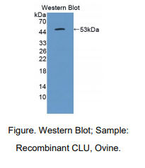 绵羊簇集蛋白(CLU)多克隆抗体