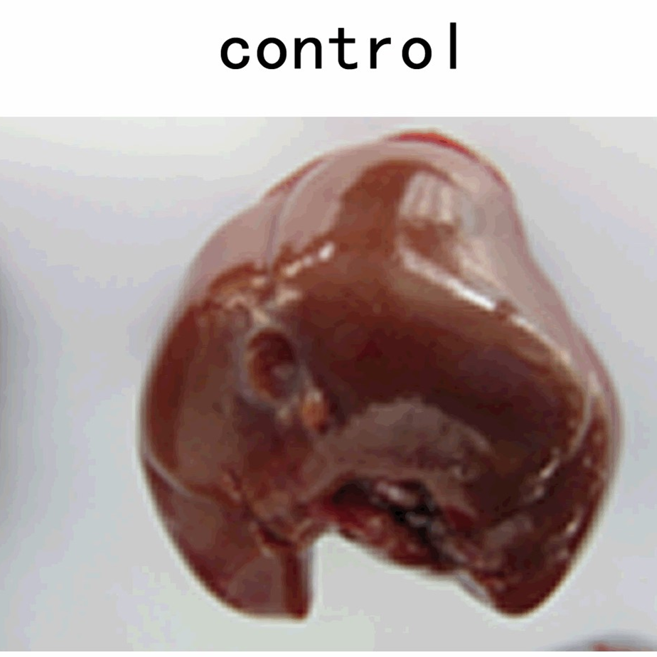 肝纤维化动物模型  消化系统模型