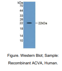 人激活素A(ACVA)多克隆抗体