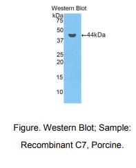 猪补体成分7(C7)多克隆抗体