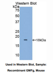 小鼠胶质细胞成熟因子γ(GMFg)多克隆抗体