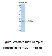 猪内皮素1(EDN1)多克隆抗体