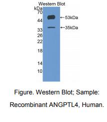 人血管生成素样蛋白4(ANGPTL4)多克隆抗体