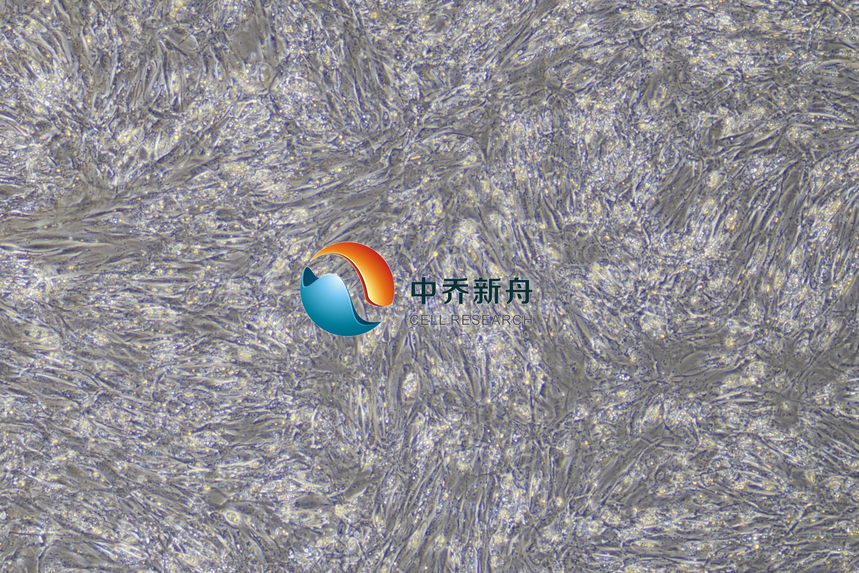 人脂肪细胞