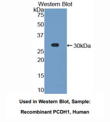 人原钙黏素1(PCDH1)多克隆抗体