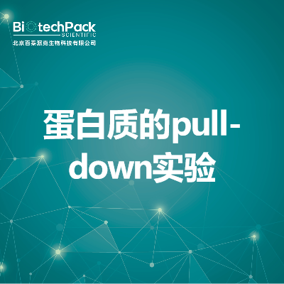 蛋白质的pull-down实验