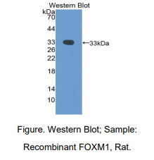 大鼠叉头框蛋白M1(FOXM1)多克隆抗体