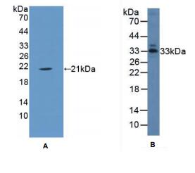 猪膜联蛋白A1(ANXA1)多克隆抗体