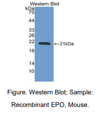 小鼠红细胞生成素(EPO)多克隆抗体