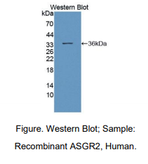 人去唾液酸糖蛋白受体2(ASGR2)多克隆抗体