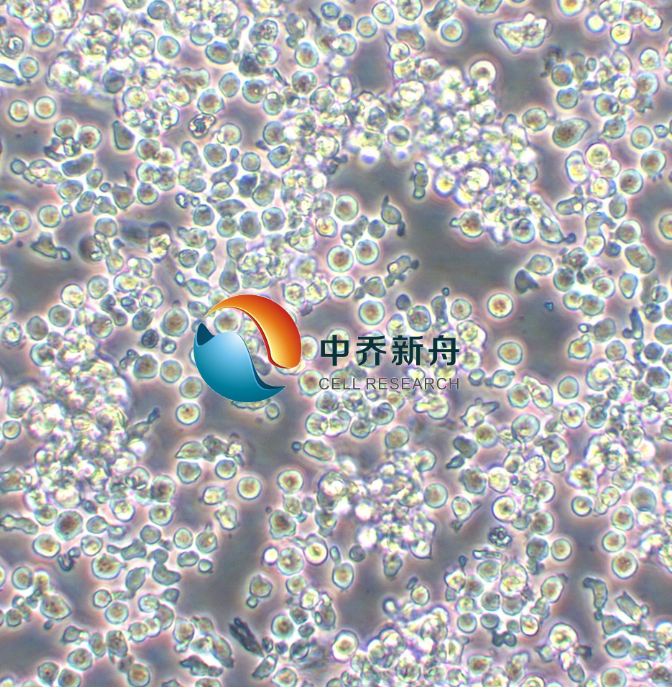 小鼠淋巴瘤细胞YAC-1