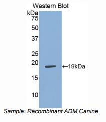 犬肾上腺髓质素(ADM)多克隆抗体
