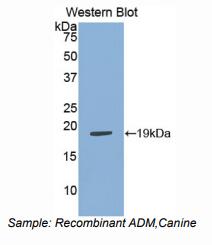 https://msimg.bioon.com/bionline/goods-no-pic.png