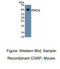 小鼠降钙素基因相关肽(CGRP)多克隆抗体