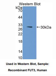 人岩藻糖基转移酶3(FUT3)多克隆抗体