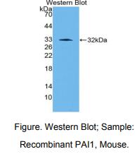 小鼠纤溶酶原激活物抑制因子1(PAI1)多克隆抗体