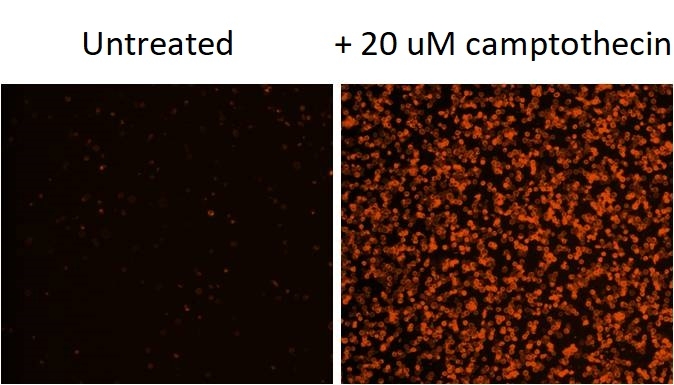 Cell Meter Annexin V凋亡检测试剂盒 *橙色荧光 适合流式细胞检测*