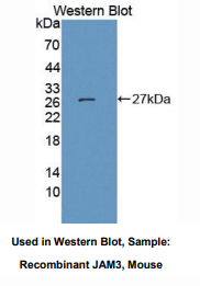 小鼠连接附着分子3(JAM3)多克隆抗体