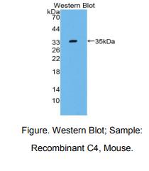 小鼠补体成分4(C4)多克隆抗体