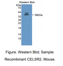小鼠钙粘蛋白EGF LAG七经G-型受体2(CELSR2)多克隆抗体