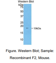 小鼠凝血因子Ⅱ(F2)多克隆抗体