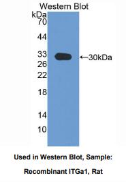 大鼠整合素α1(ITGa1)多克隆抗体