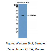 小鼠轻肽网格蛋白A(CLTA)多克隆抗体