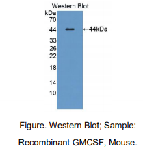 小鼠粒细胞巨噬细胞集落刺激因子(GM-CSF)多克隆抗体