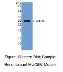 小鼠粘蛋白5B(MUC5B)多克隆抗体