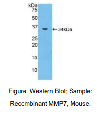 小鼠基质金属蛋白酶7(MMP7)多克隆抗体
