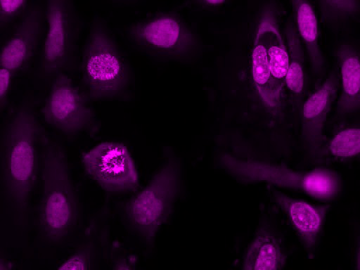 核紫 DCS1 死细胞染料