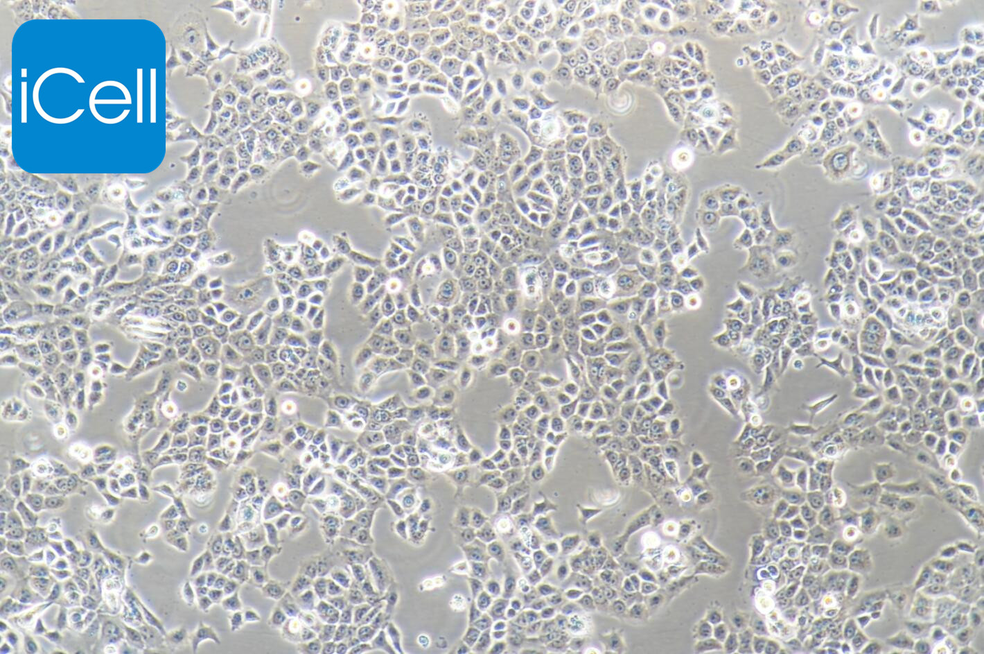 CAL-27细胞/CAL27细胞/CAL-27/CAL27/CAL-27细胞/人舌鳞癌细胞