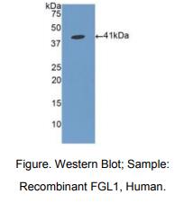 人纤维蛋白原相关蛋白1(FGL1)多克隆抗体