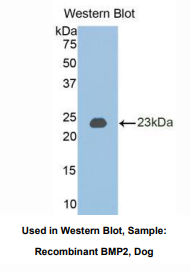 犬骨成型蛋白2(BMP2)多克隆抗体