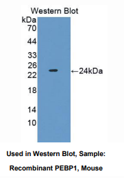 小鼠磷脂酰乙醇胺结合蛋白1(PEBP1)多克隆抗体